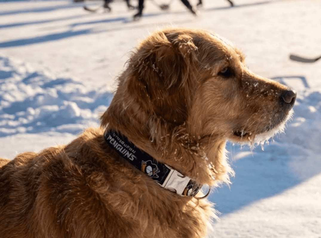 Collares para perros